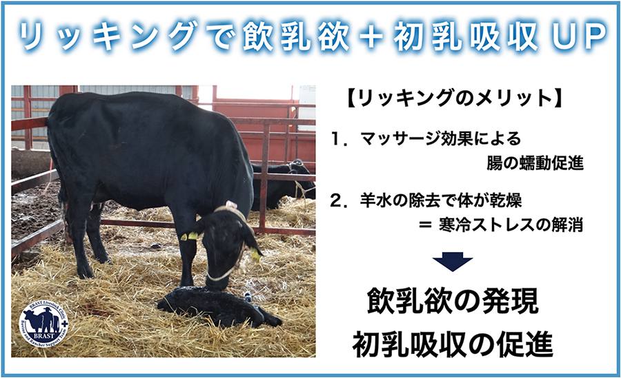 獣医／分娩の管理(19) ― 良い牛に育てるために(15)