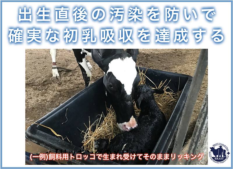 獣医／分娩の管理(20) ― 良い牛に育てるために(16)